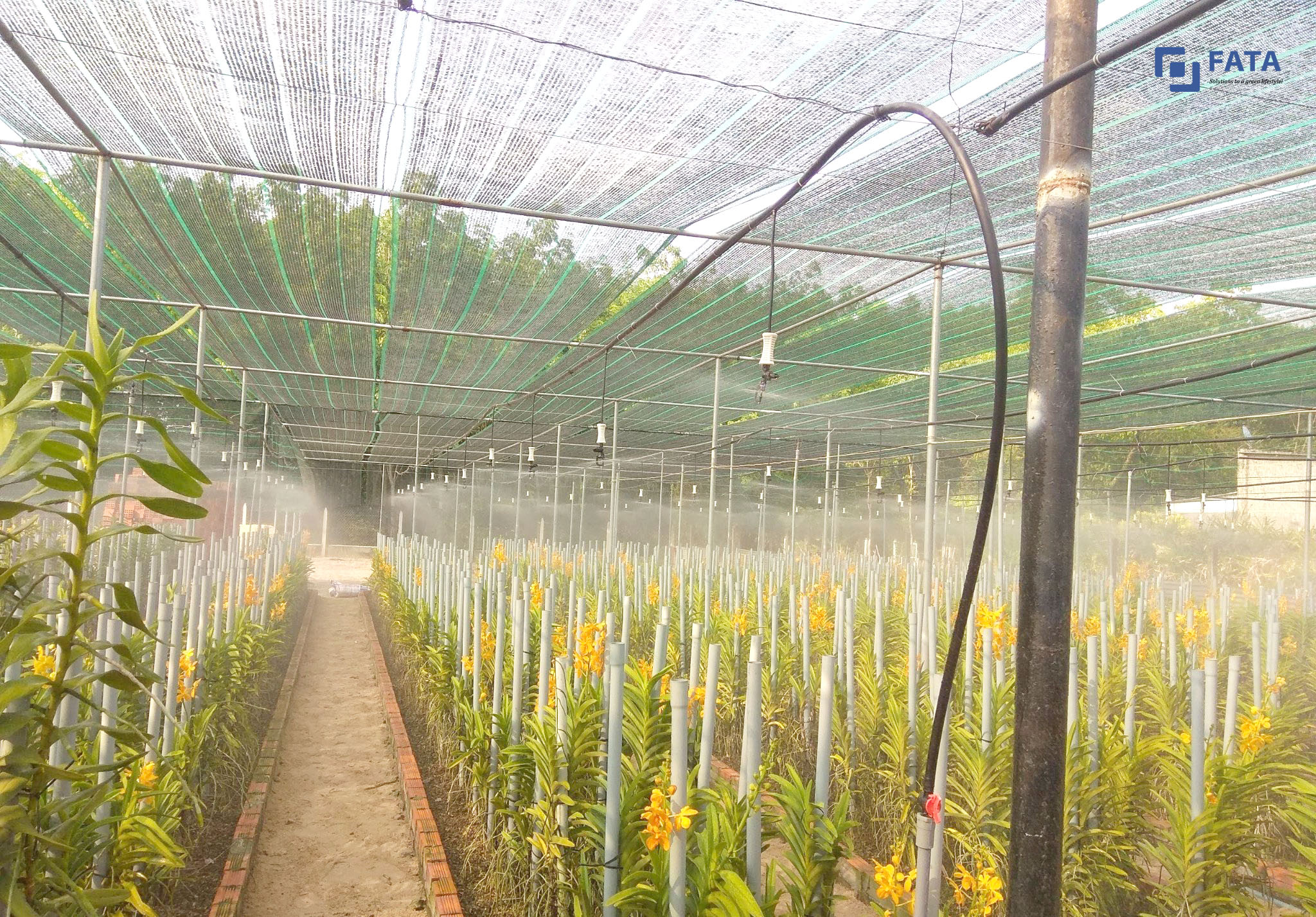 Giàn tưới phun sương tự động cho một vườn lan